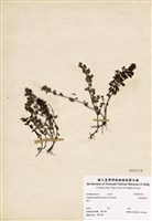 藏品(南湖碎雪草)的圖片